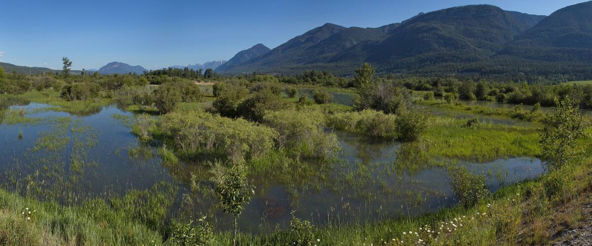 A serene landscape with a pond surrounded by lush greenery and mountains in the background.