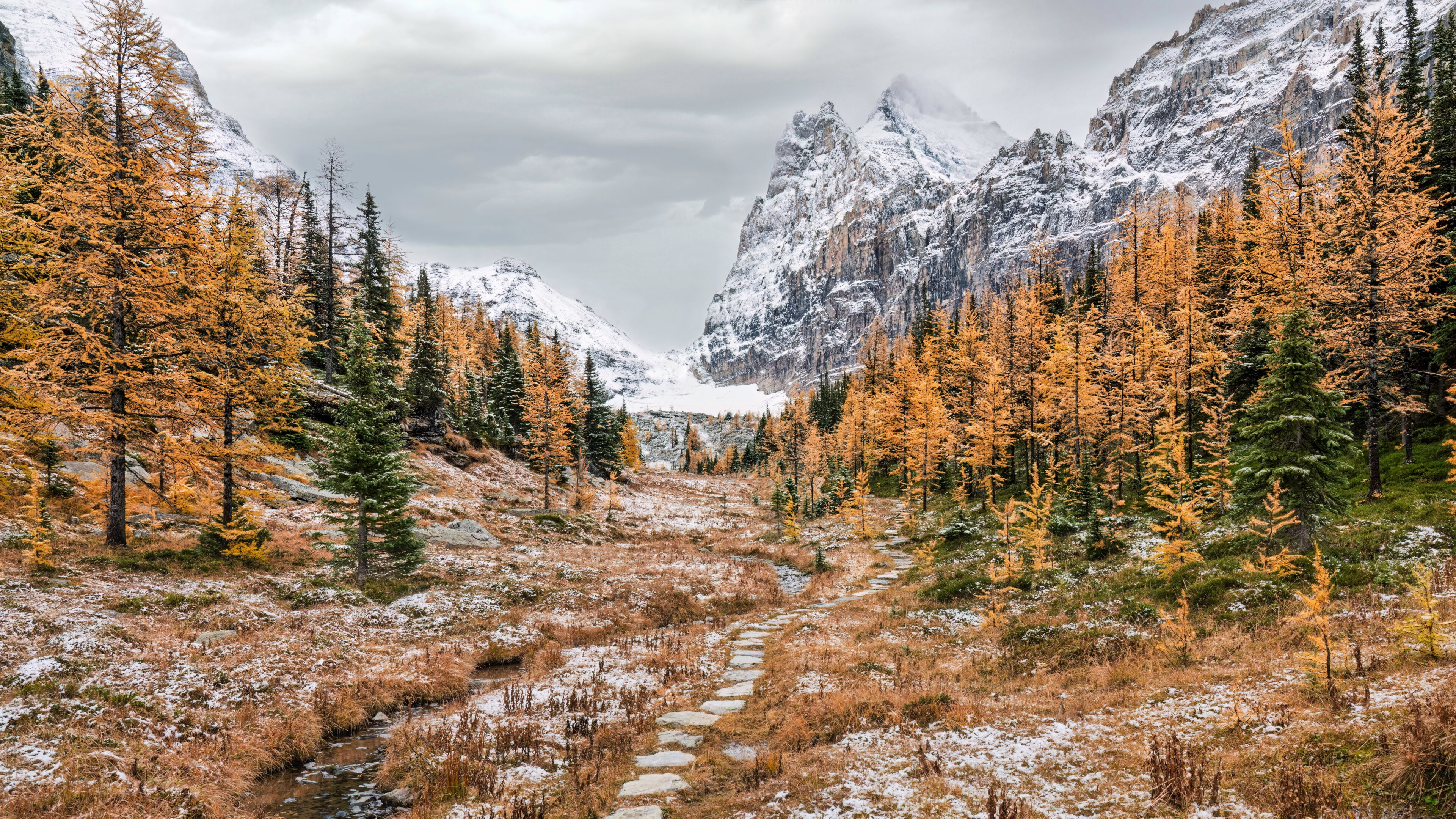Autumn snow on the Lake O'Hara to Opabin Plateau Trail  with golden larch trees - Yoho National Park