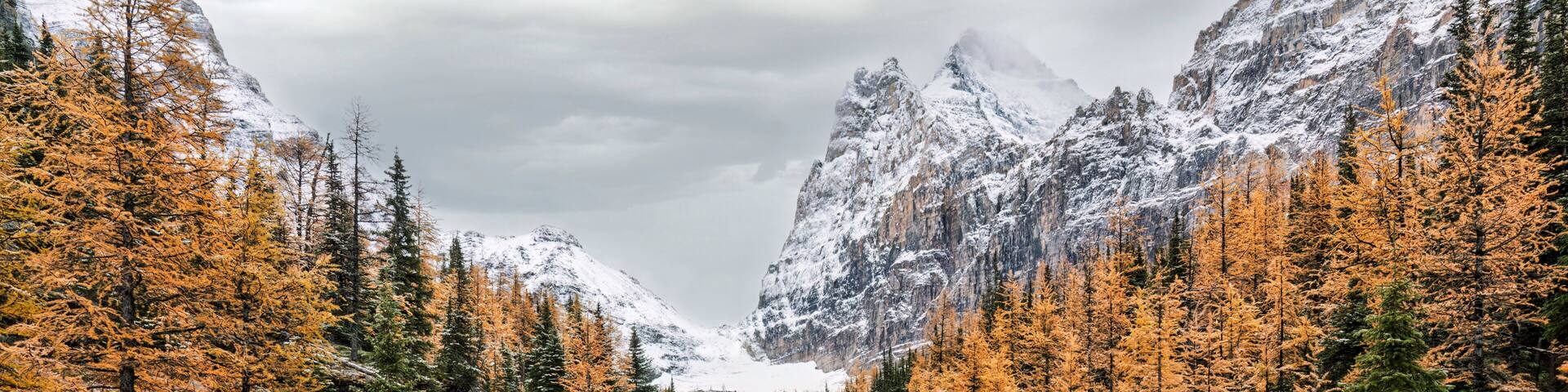 Autumn snow on the Lake O'Hara to Opabin Plateau Trail with golden larch trees - Yoho National Park