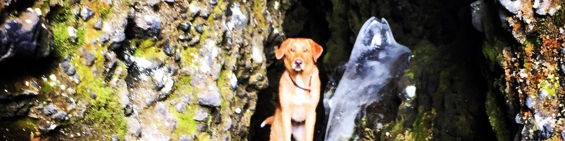 Cavedog & Ice 🐶
#kleifarvatn #Iceland