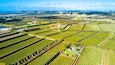 Little farms and orchards with oceanic bay on the background. Auckland, New Zealand
