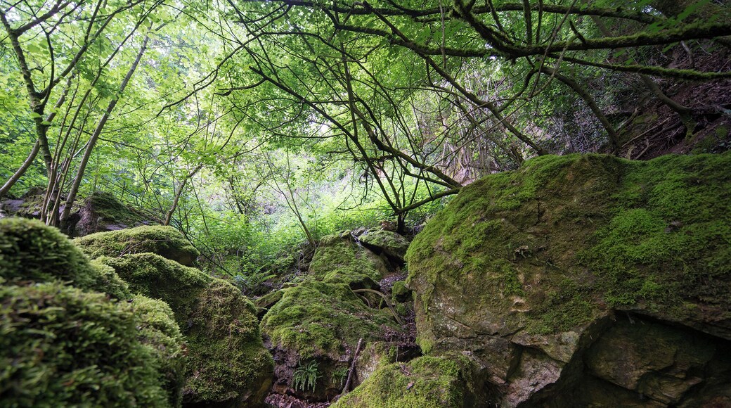 Umliegendes Gelände am Unica-Bruch, Villmarer Marmor, „Lahnmarmor“, Villmar, Hessen; Naturpark Hochtaunus. Riffkalk aus dem Devon des östlichen Rheinischen Schiefergebirges.