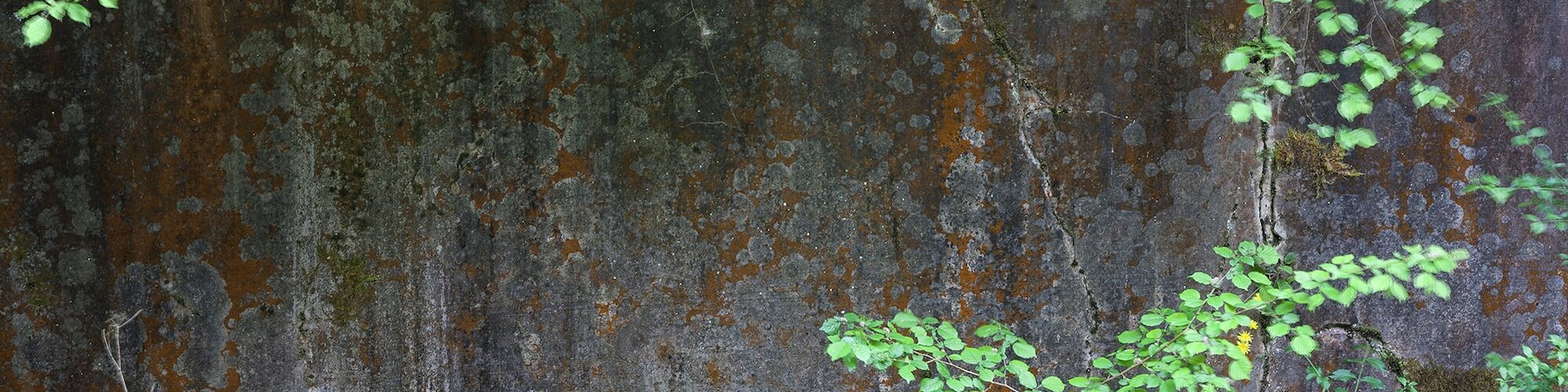 Abbau-Wand im Unica-Bruch, Villmarer Marmor, „Lahnmarmor“, Villmar, Hessen; Naturpark Hochtaunus. Riffkalk aus dem Devon des östlichen Rheinischen Schiefergebirges.