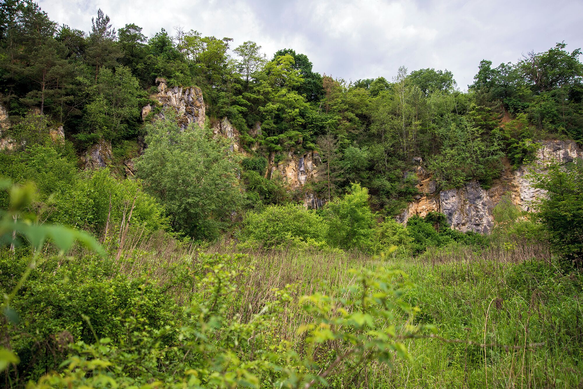 Gelände am Unica-Bruch, Villmarer Marmor, „Lahnmarmor“, Villmar, Hessen; Naturpark Hochtaunus. Riffkalk aus dem Devon des östlichen Rheinischen Schiefergebirges.