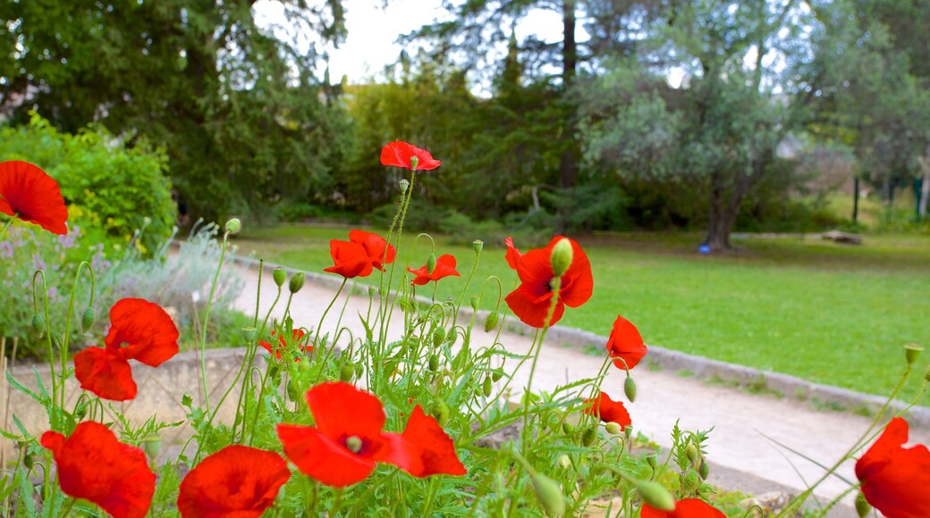 Jardin des plantes de Montpellier