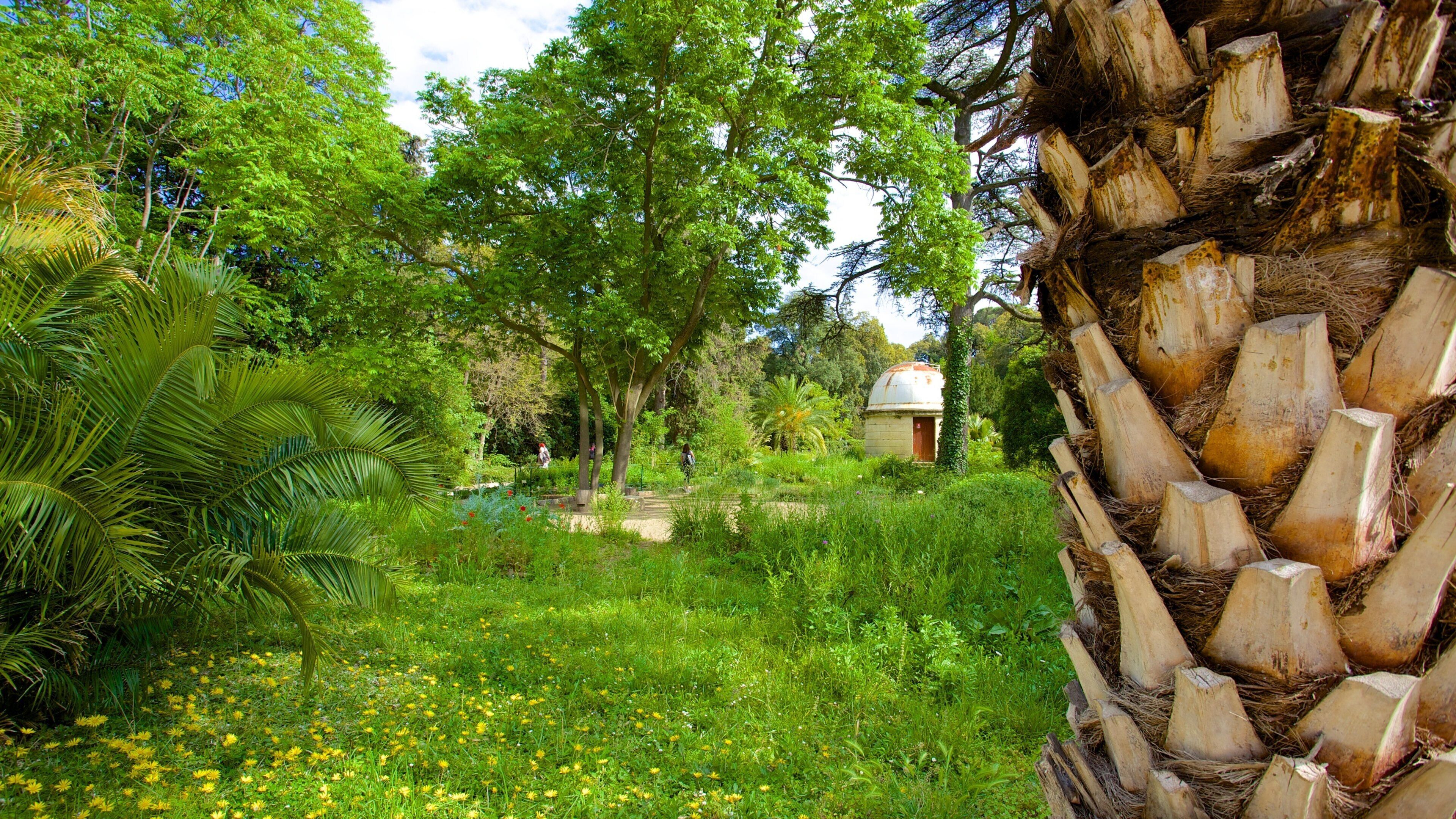 Jardin des plantes de Montpellier featuring a garden and tropical scenes
