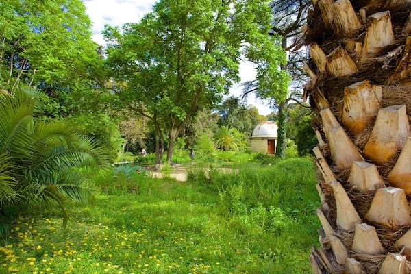 Jardin des plantes de Montpellier qui includes scĂšnes tropicales et parc