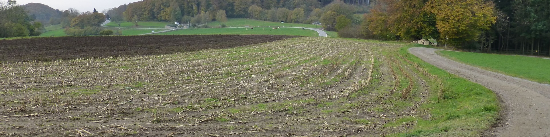 Der Knörschhügel aus südsüdöstlicher Richtung; im Hintergrund links der Knodener Kopf