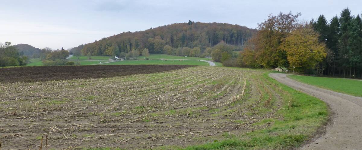 A rural landscape with a dirt road curving through fields, a hill with trees in the background, and a clear sky.