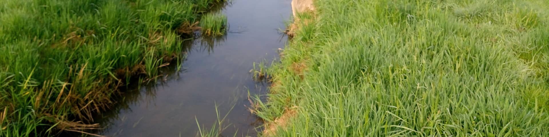 Der Salisbach nach der Teilung vom Krebsbach