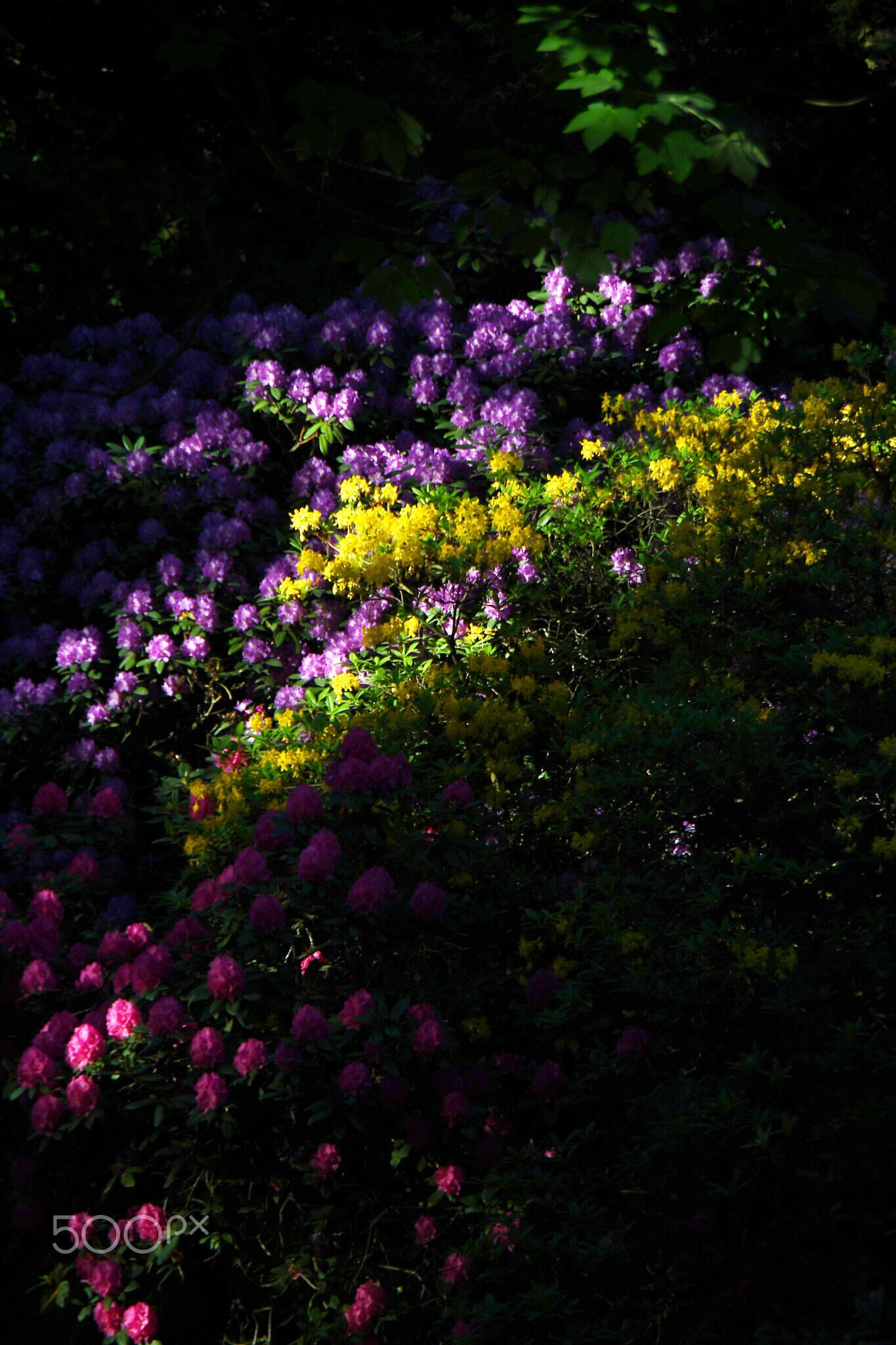500px provided description: Der Park in Tannenfeld (N?he Ronneburg/Th?ringen) ist bekannt f?r seine gro?e Anzahl an verschiedensten Rhododentren. Am sp?teren Tag entstehen durch den Sonnenstand verschiedenste Beleuchtungsszenarien. [#tree ,#leaf ,#maple ,#plumeria ,#phalaenopsis ,#blossom ,#orchids ,#lush foliage ,#lush ,#rowan ,#pansy ,#rhododendron ,#Bl?ten ,#Th?ringen ,#Tannenfeld ,#raised garden]