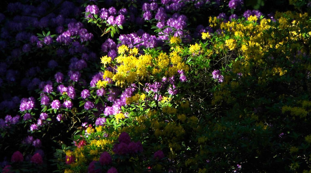 รอนเนอร์บวร์ก