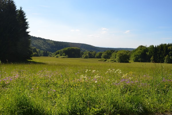 Eine üppige grüne Wiese mit Wildblumen und Bäumen im Hintergrund.