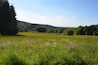 A lush green meadow with wildflowers and trees in the background.
