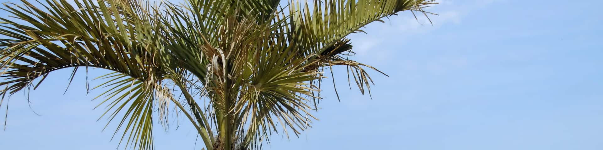 Palmier dans un bac en bois en bord de mer, ville de Donville-les-Bains, département de la Manche, France