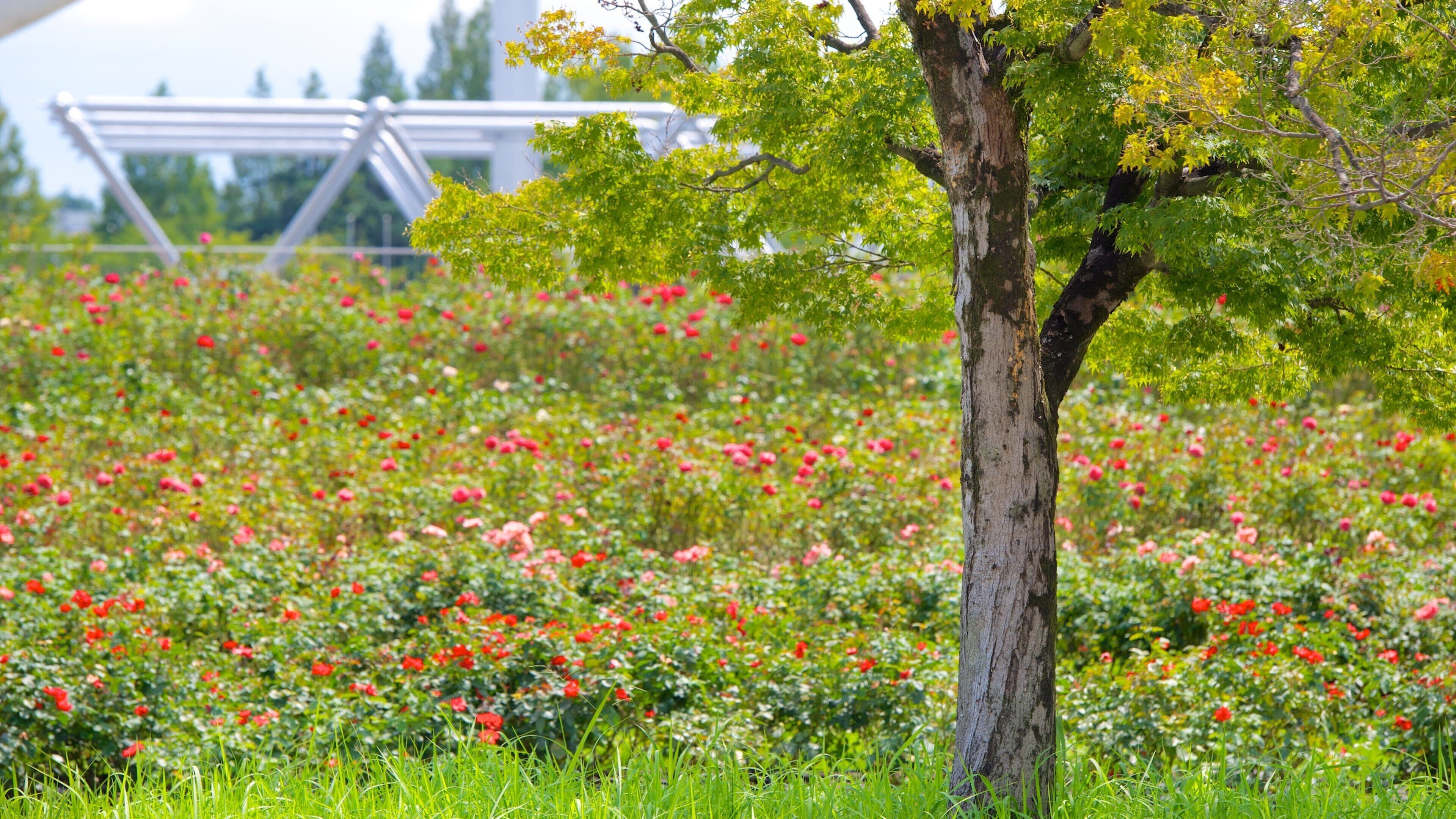 Expo Commemoration Park