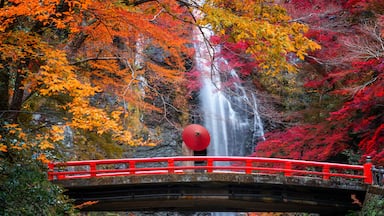 the red bridge in minoh waterfall