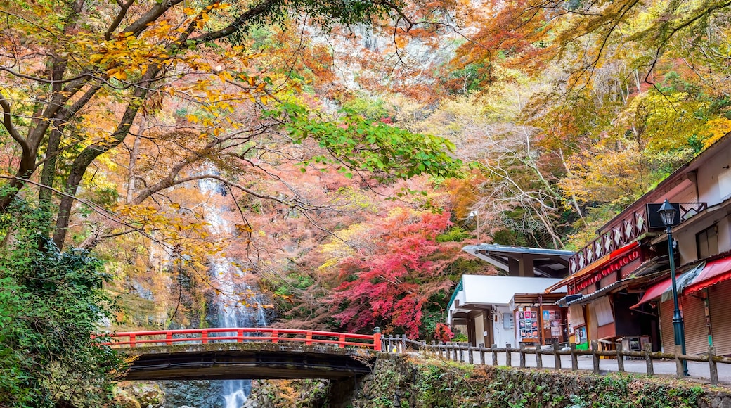 Minoh waterfall in autumn colorful at Minoh natural park Osaka Japan.