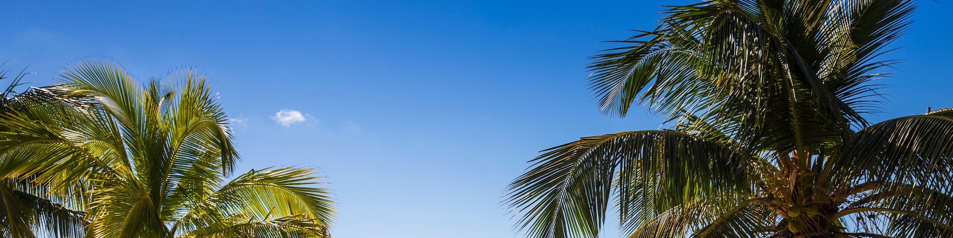 A beach with palm trees, clear blue water, and a distant island.