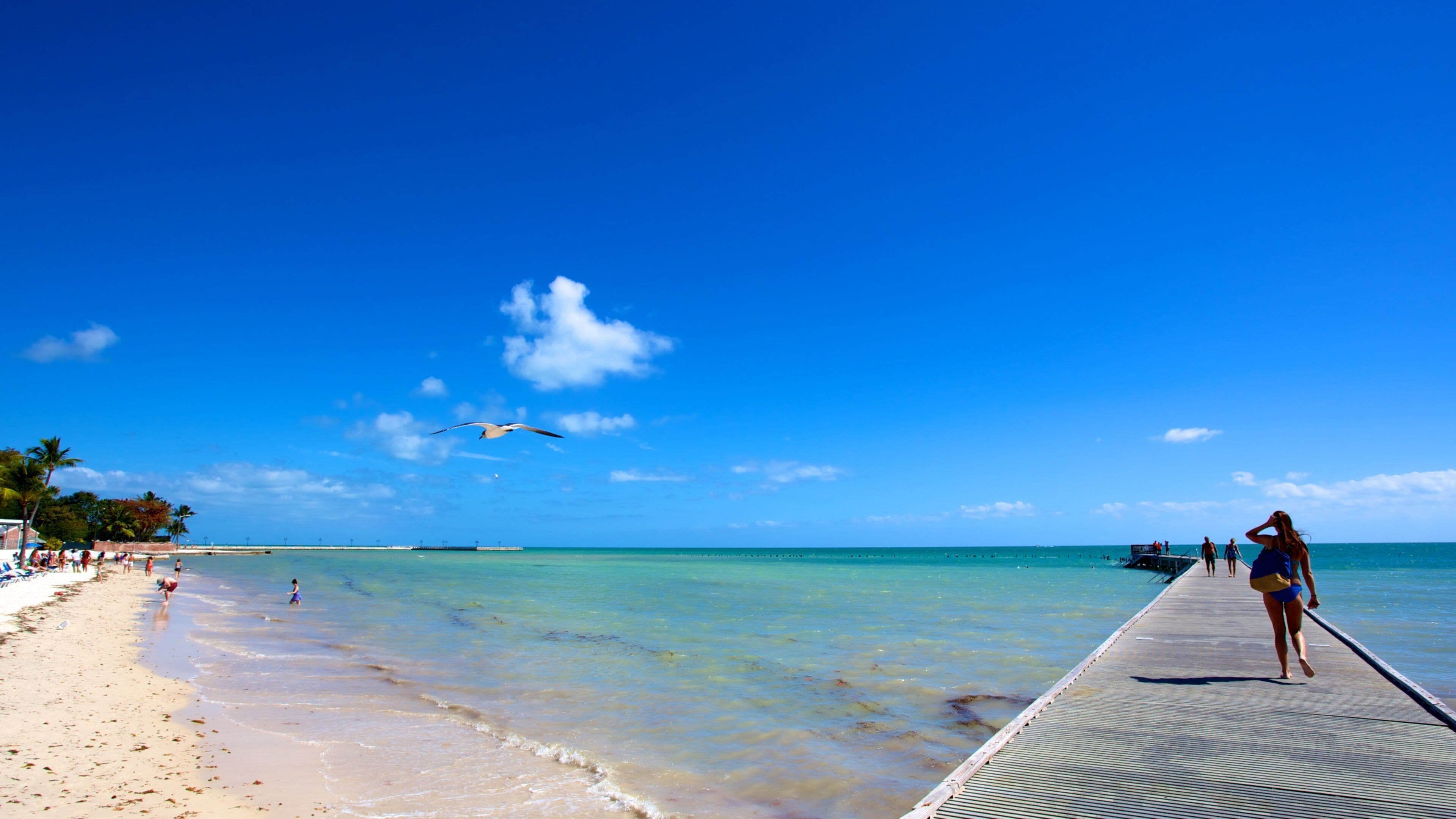Clarence S. Higgs Memorial Beach Park which includes landscape views, tropical scenes and a sandy beach