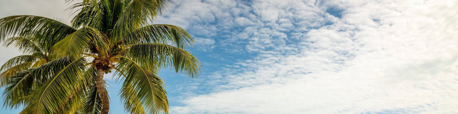 South Beach featuring tropical scenes, general coastal views and a beach