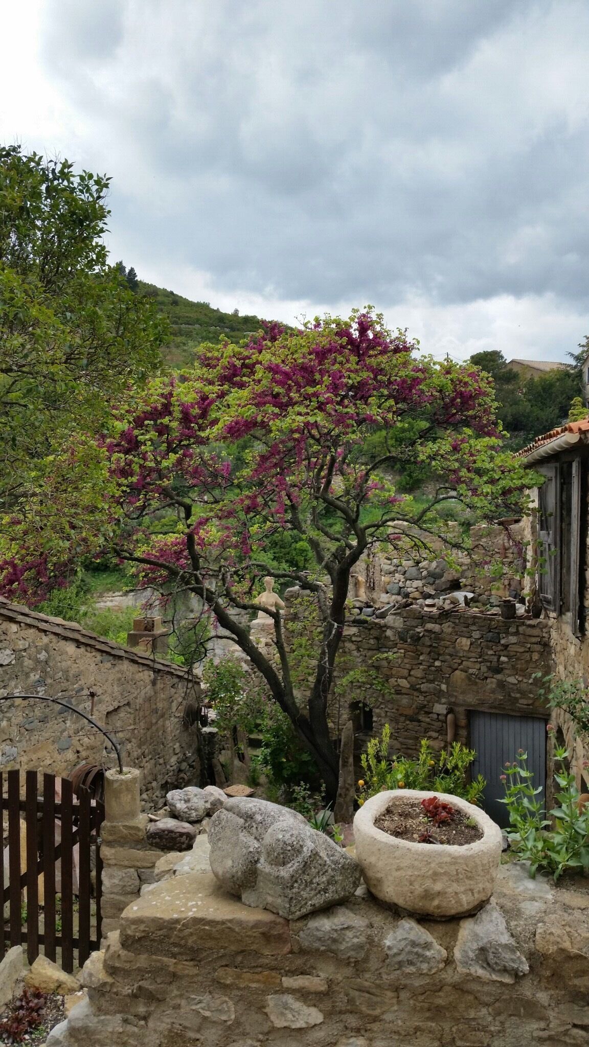 Cercis canadensis, aka Eastern Redbud tree 