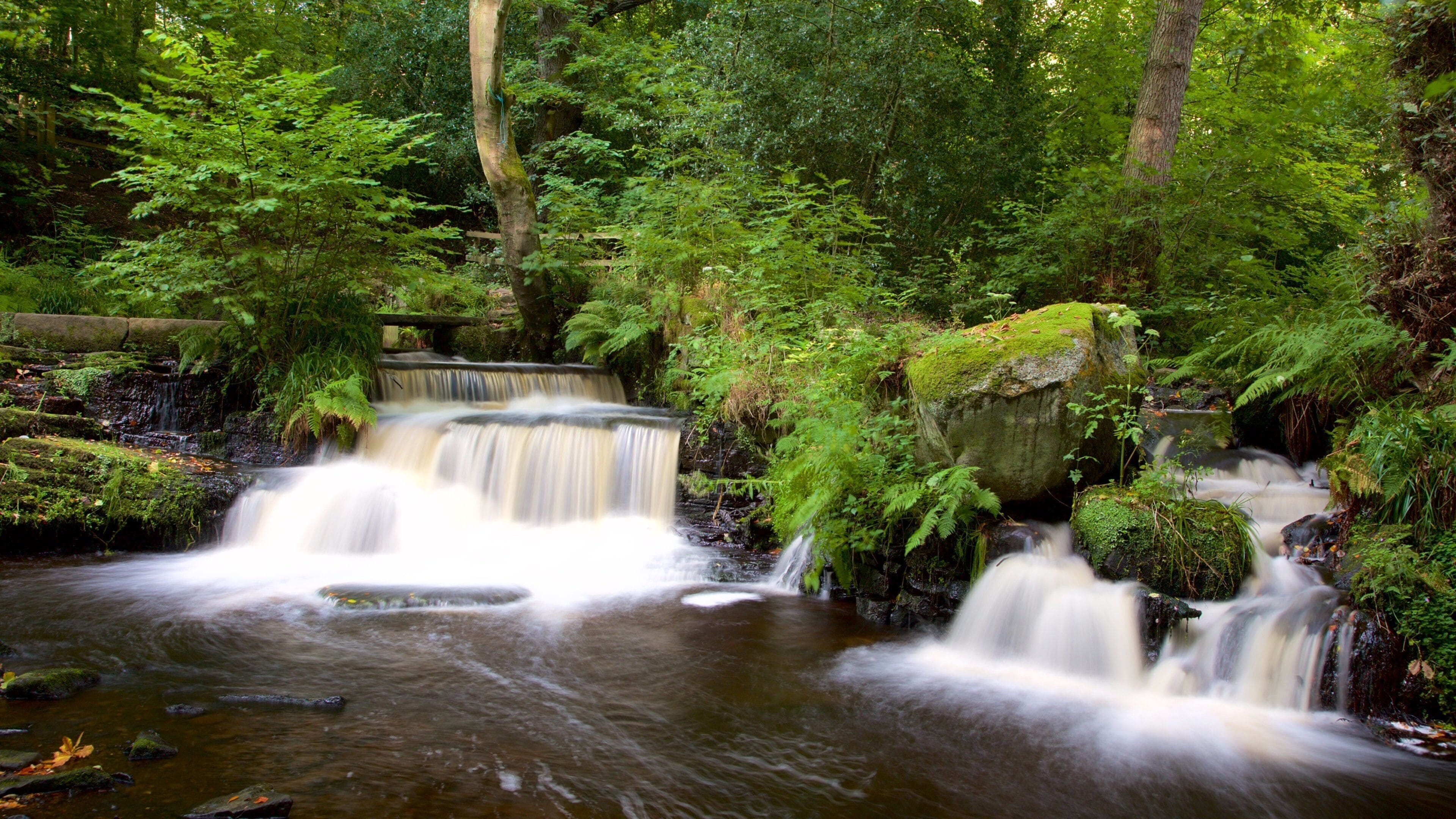 Rivelin Valley natursti som viser skog og elv eller bekk