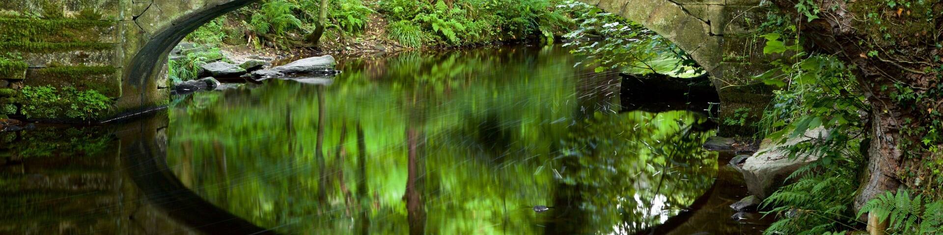 Rivelin Valley Nature Trail showing a garden, a river or creek and a bridge