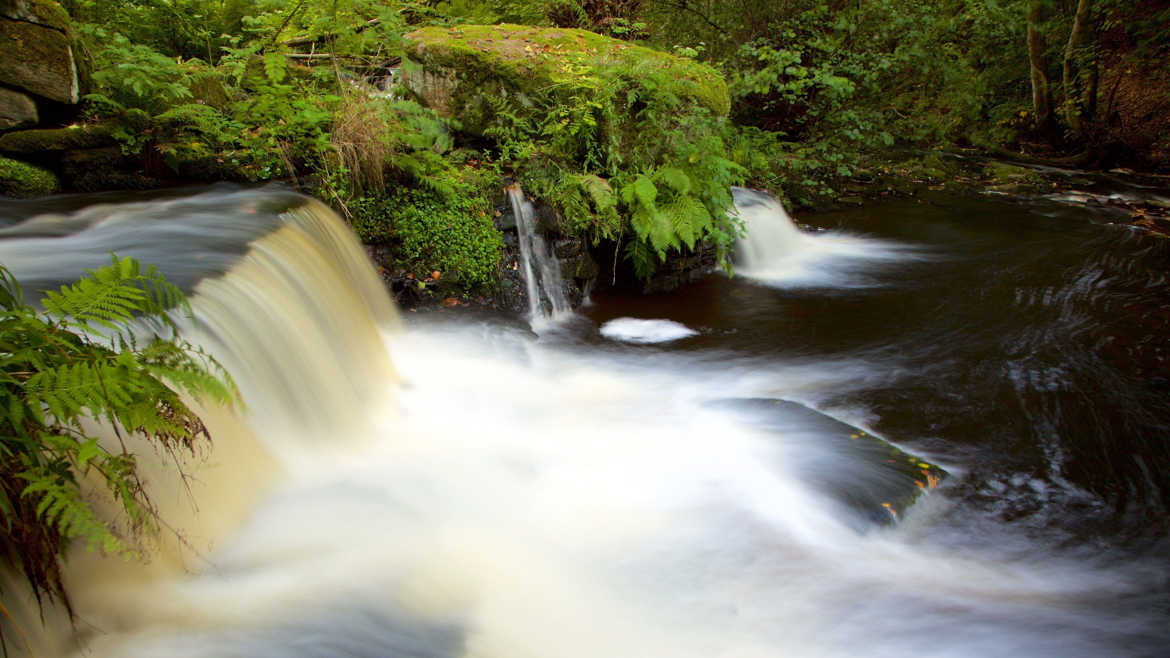 Rivelin Valley Nature Trail showing a garden and a river or creek