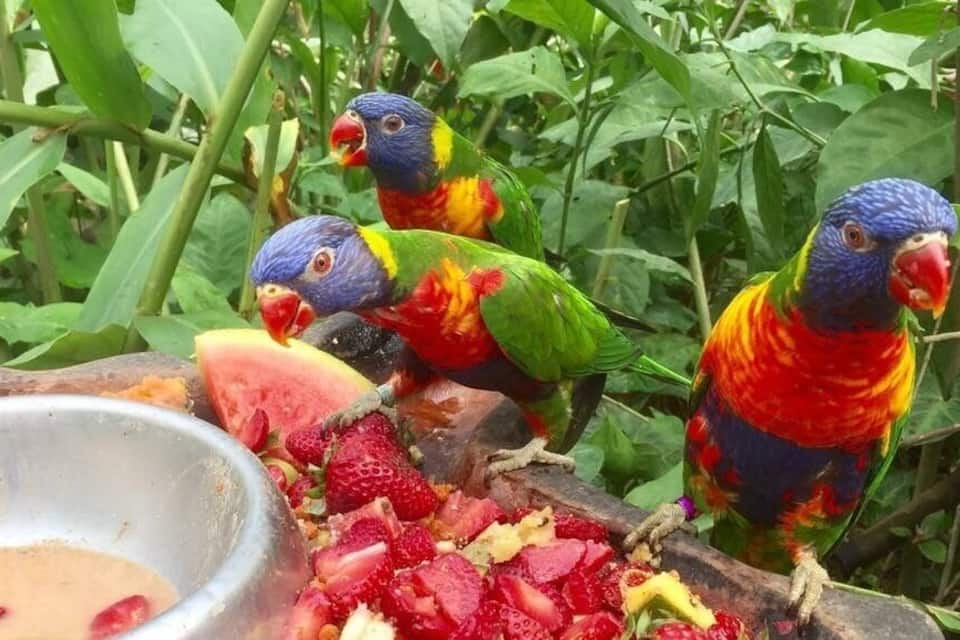 Three colorful parrots eating fruit and berries in a lush green environment.