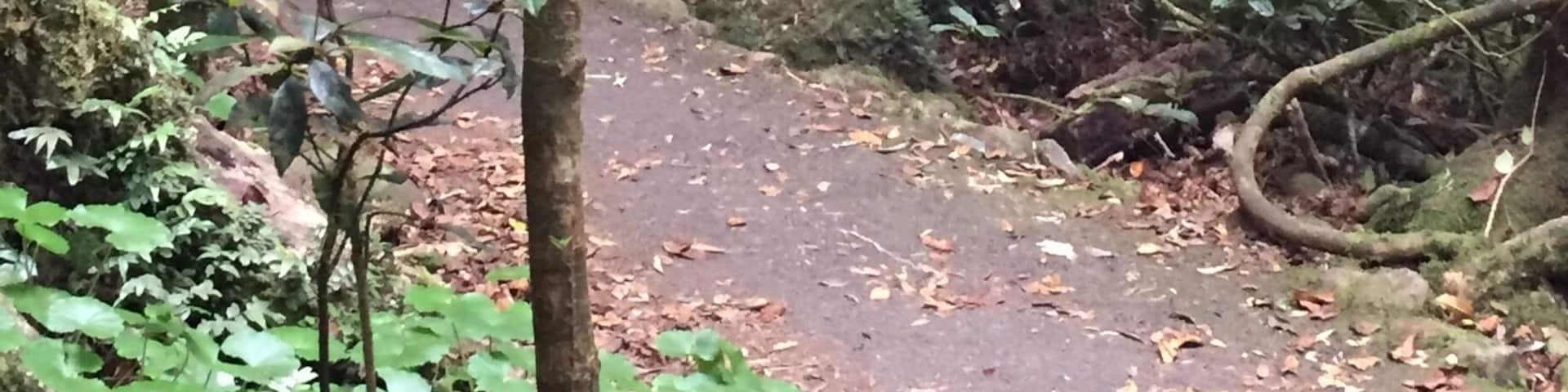 Great short walk to the best lookout. Peaceful, relaxing and a breath of fresh air