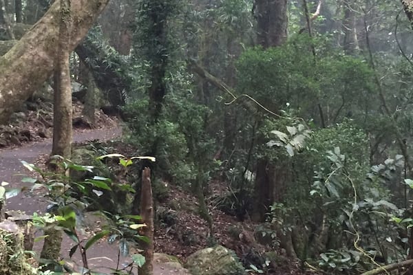 Great short walk to the best lookout. Peaceful, relaxing and a breath of fresh air