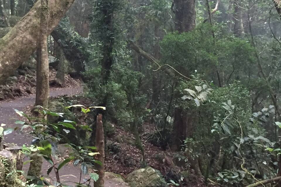 A forested area with a dirt path.