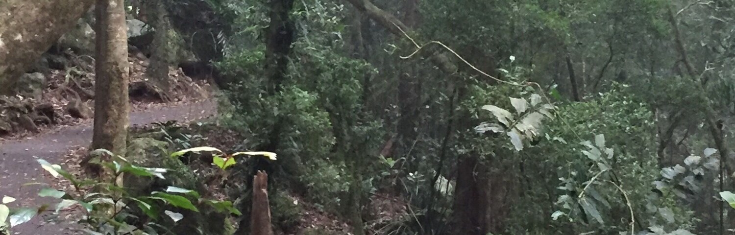 Great short walk to the best lookout. Peaceful, relaxing and a breath of fresh air