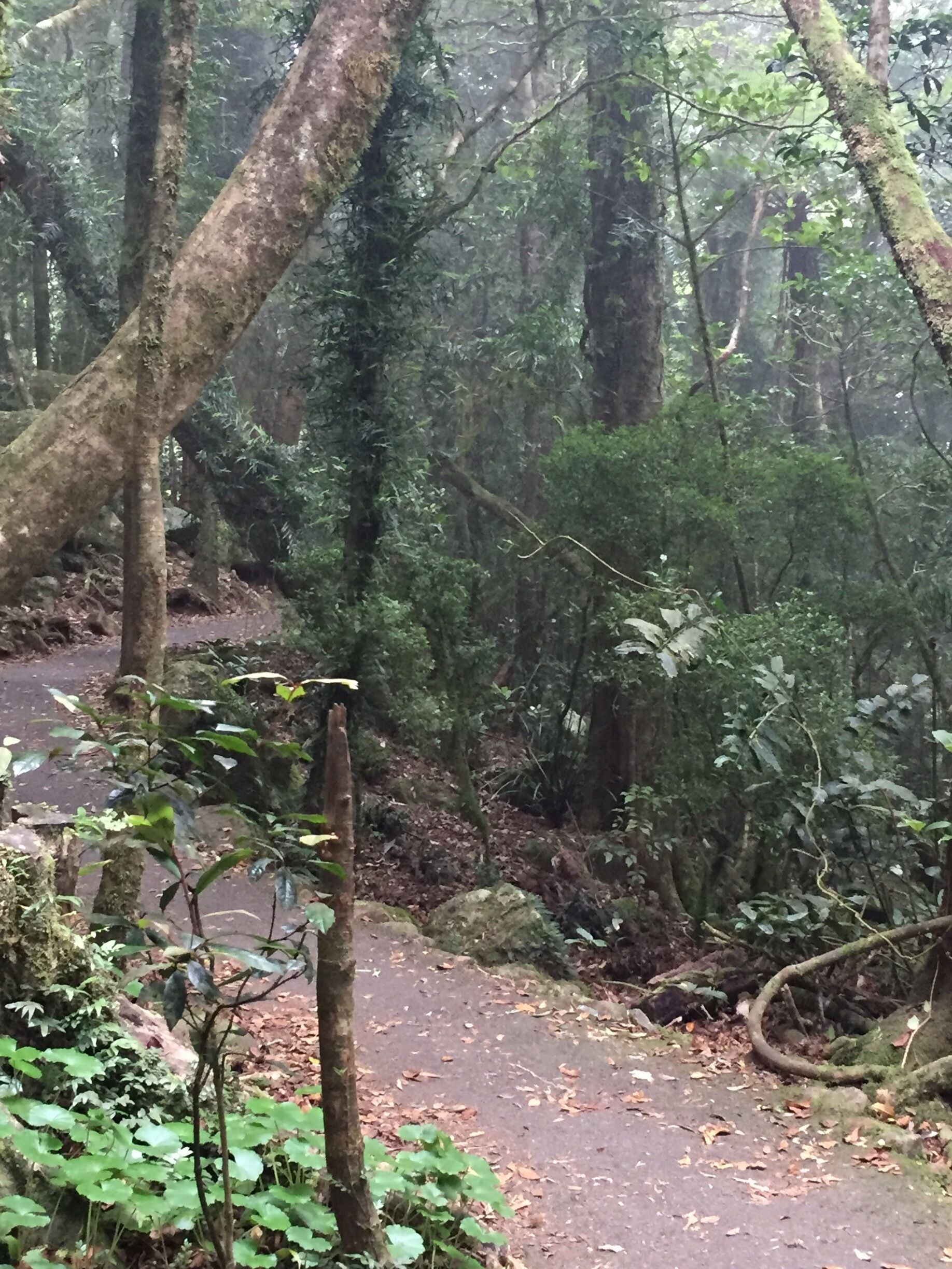 A forested area with a dirt path.