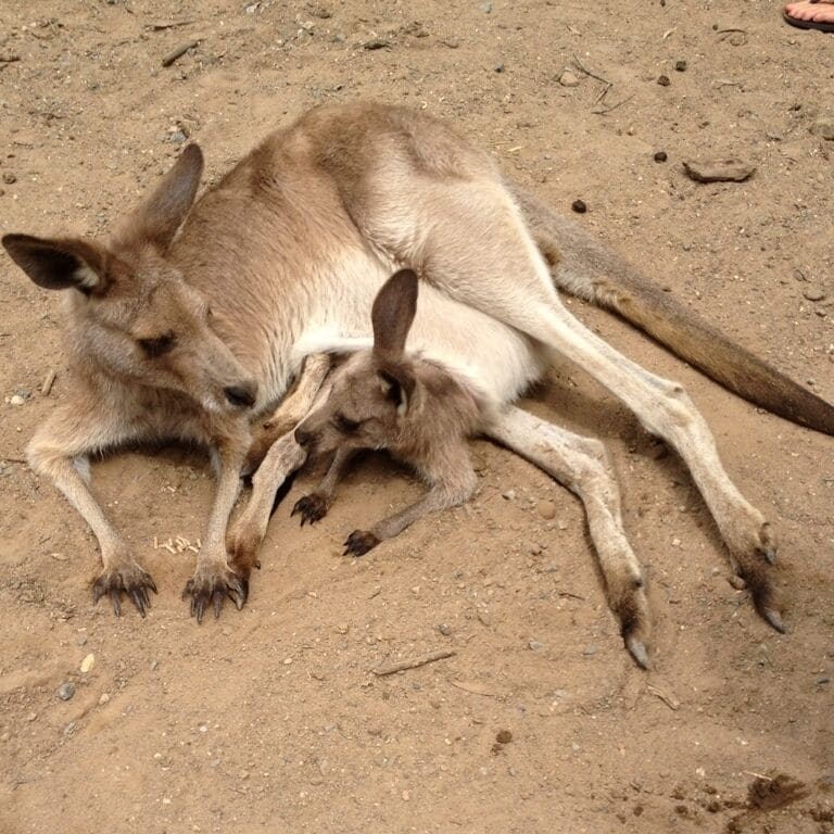 Awesome momma Roo and Joey !