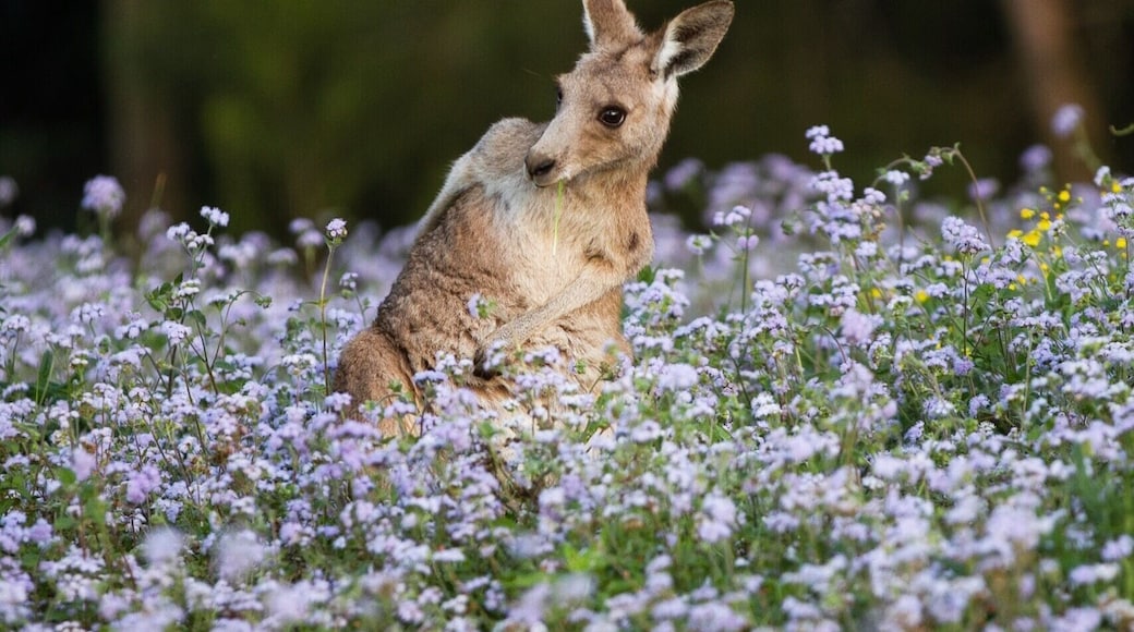 Great spot to find hundreds of kangaroos grazing, especially in the afternoon lightđ
