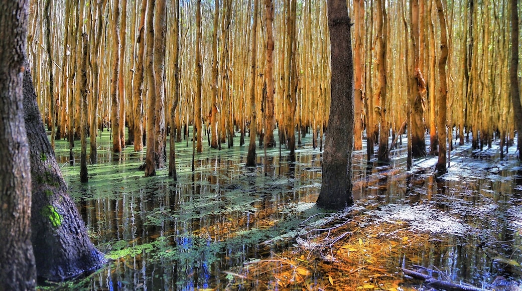 A visit to the Gold Coast is not complete without Venturing a little west to the Coombabah Conservation Parklands. Here you can immerse yourself in walks through Melaluecas, along boardwalks and marvel at the swamp like conditions. Not only are the walks enchanting, you can almost be guaranteed of a meeting with kangaroos, wallabies and koalas. This place is one you can't go to just once. Get out and explore. #hiking #weekendgetaway #colourful