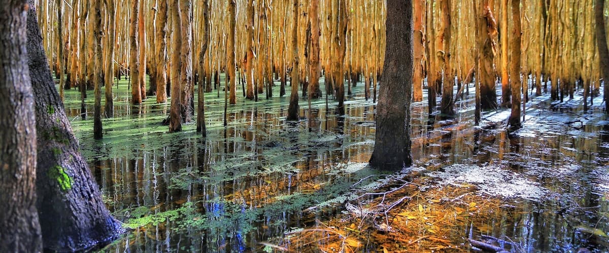 A visit to the Gold Coast is not complete without Venturing a little west to the Coombabah Conservation Parklands.  Here you can immerse yourself in walks through Melaluecas, along boardwalks and marvel at the swamp like conditions.  Not only are the walks enchanting, you can almost be guaranteed of a meeting with kangaroos, wallabies and koalas.  This place is one you can't go to just once.  Get out and explore. #hiking #weekendgetaway #colourful