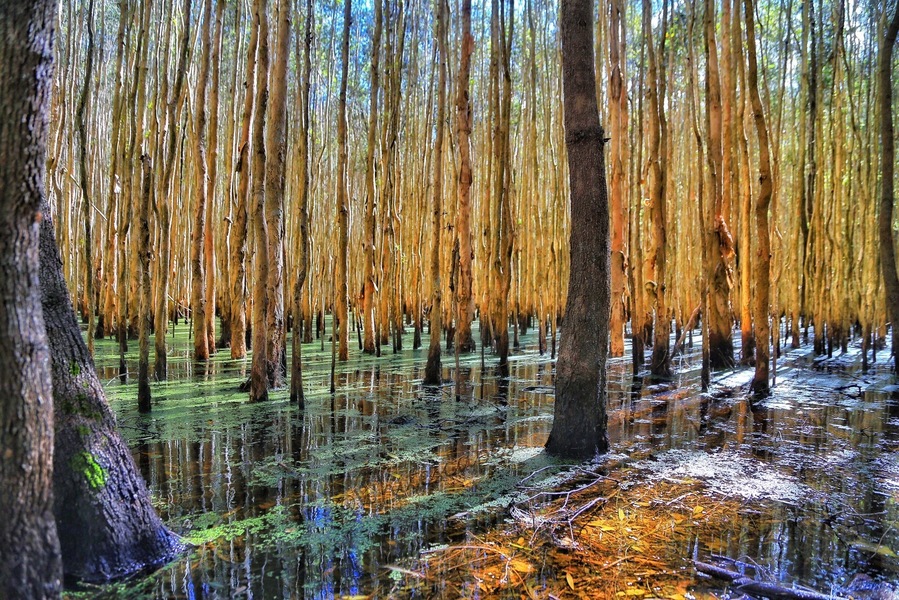A visit to the Gold Coast is not complete without Venturing a little west to the Coombabah Conservation Parklands. Here you can immerse yourself in walks through Melaluecas, along boardwalks and marvel at the swamp like conditions. Not only are the walks enchanting, you can almost be guaranteed of a meeting with kangaroos, wallabies and koalas. This place is one you can't go to just once. Get out and explore. #hiking #weekendgetaway #colourful