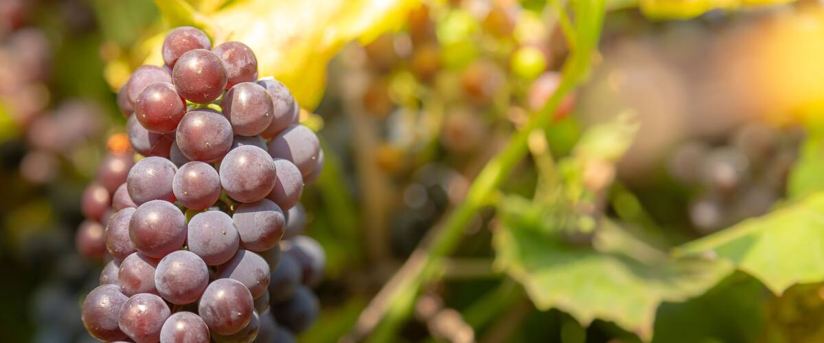 Close-Up Of A Bunch Of Grapes On Grapevine In Vineyard. Backround with copy space.