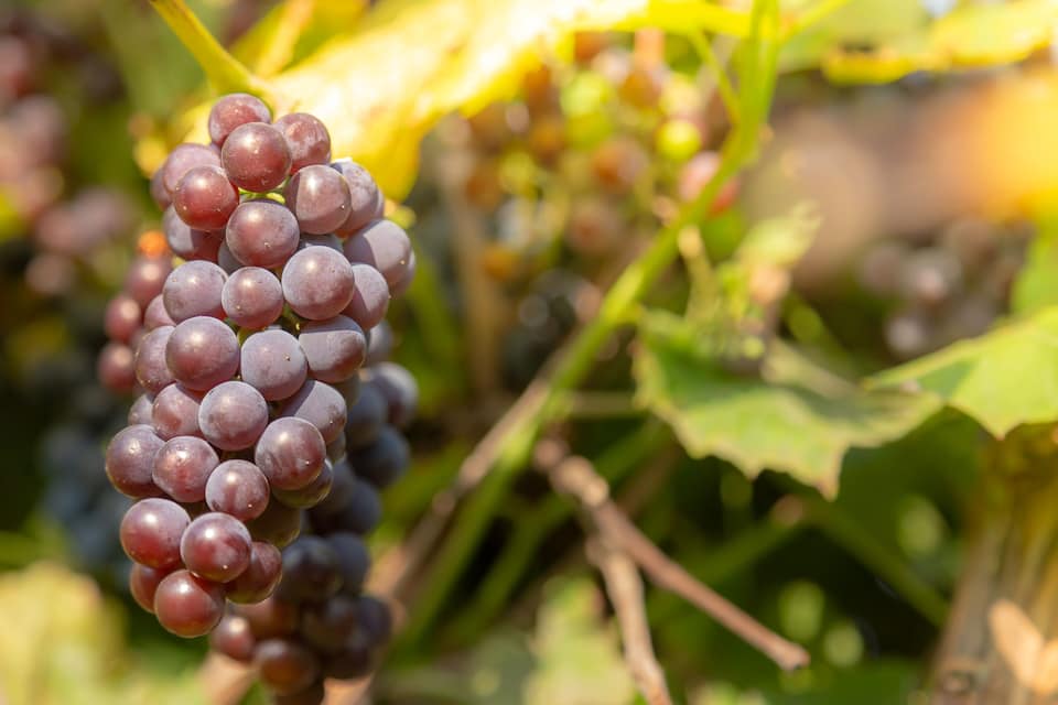 Um cacho de uvas roxas escuras em uma videira, com folhas verdes ao fundo.