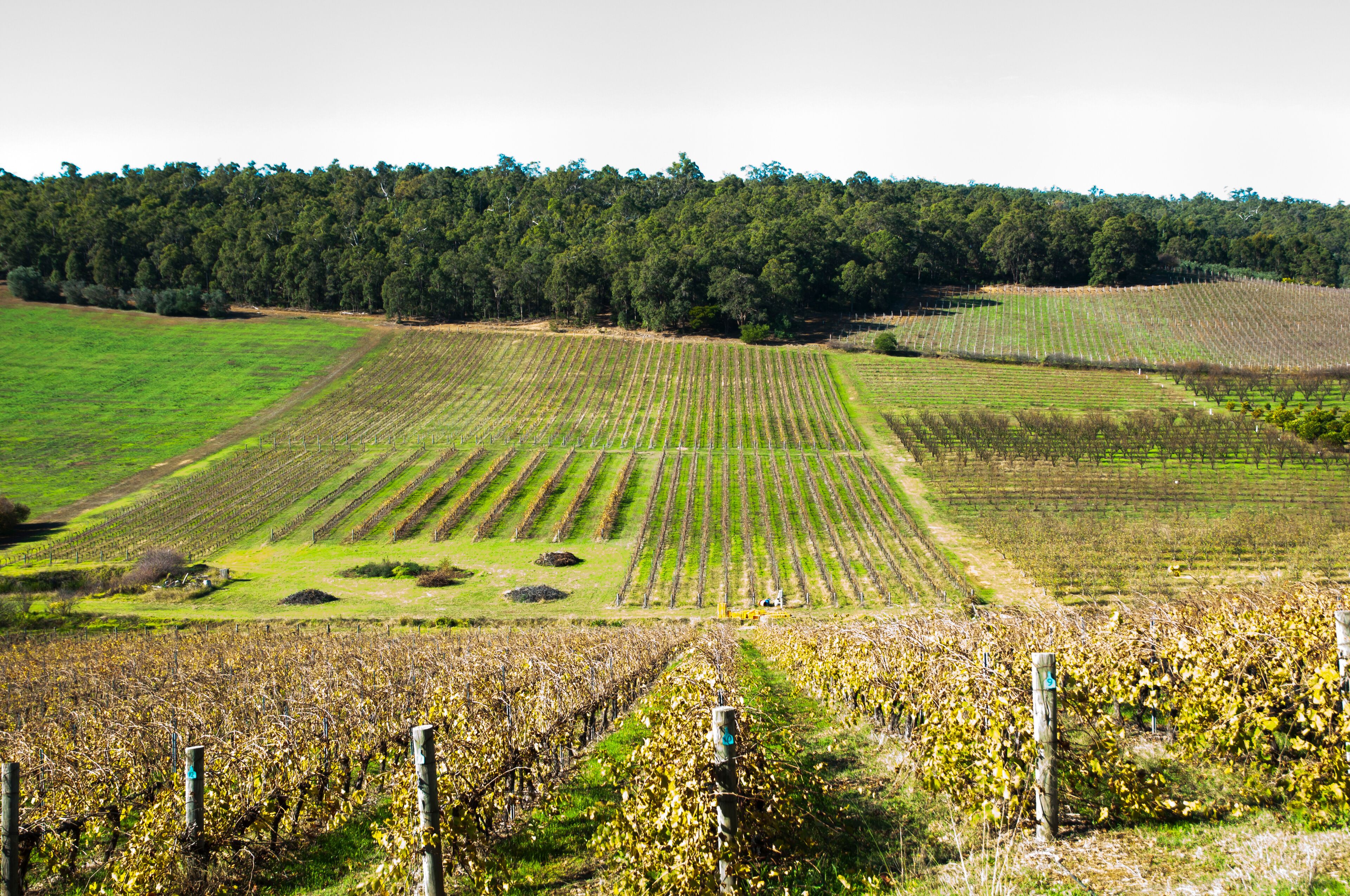 Vineyard - Bickley - Western Australia