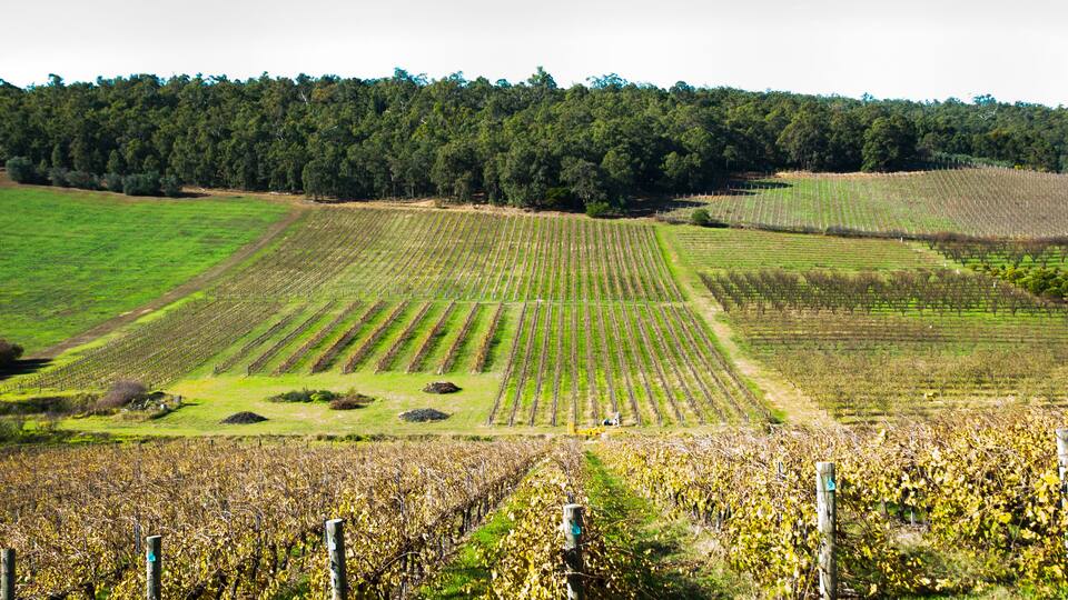 A vineyard with rows of grapevines and a forest in the background.