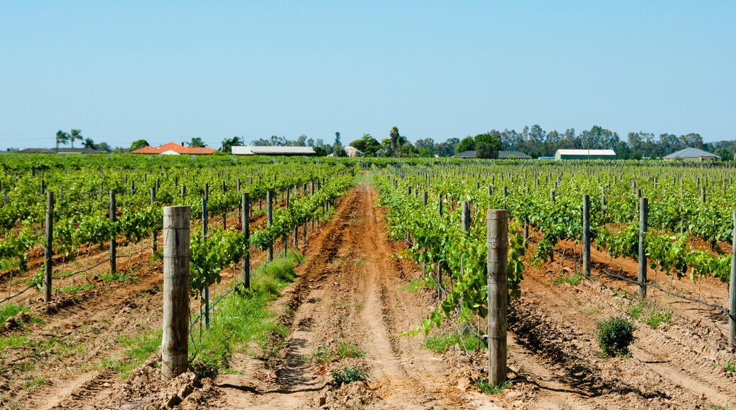 Swan Valley Vineyards - Perth - Australia