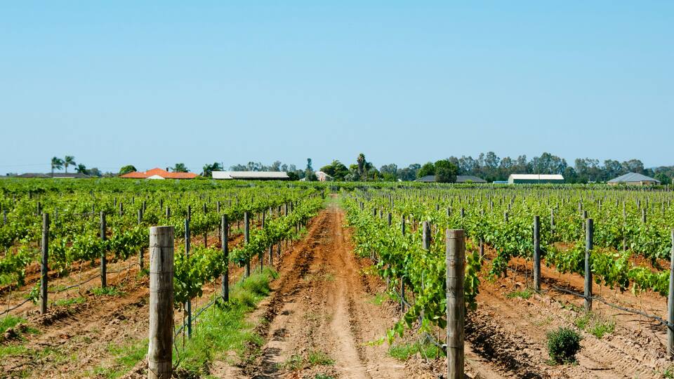 A vineyard with rows of grapevines and a dirt path leading through it.