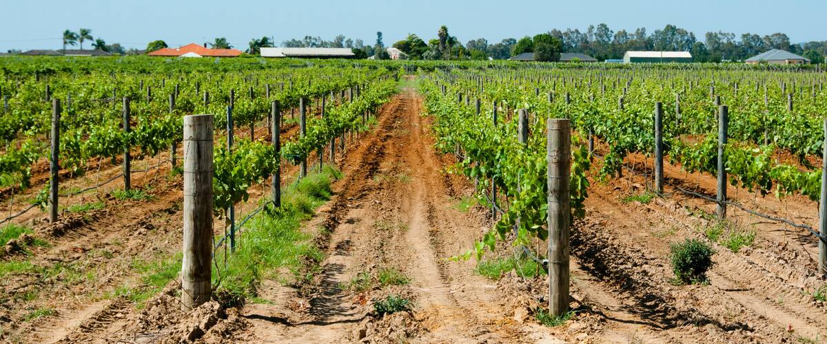 A vineyard with rows of grapevines and a dirt path leading through it.