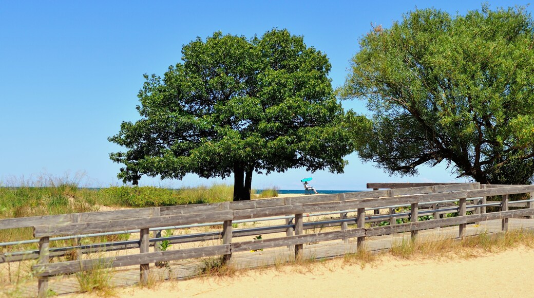 A pair of trees at Illinois Beach State Park at Zion, Illinois. provide isolated shade for beach-goers.