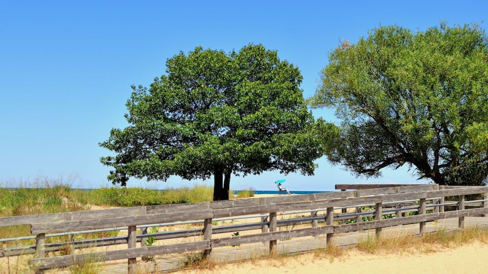 A sandy beach with wooden fences and two large trees.