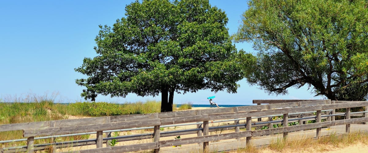 A sandy beach with wooden fences and two large trees.